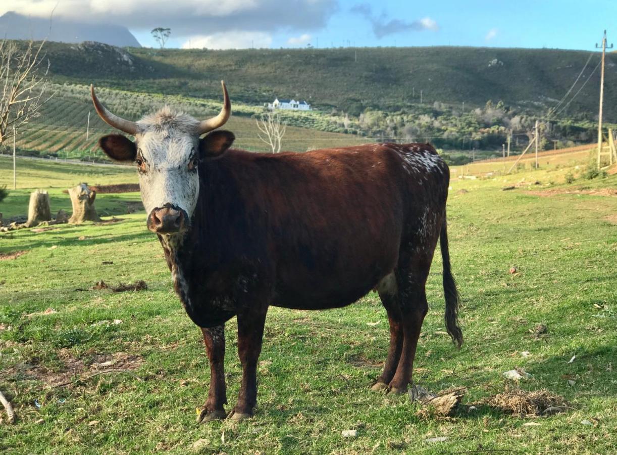 Kleine Vrede Farm Cottage Hermanus Zewnętrze zdjęcie