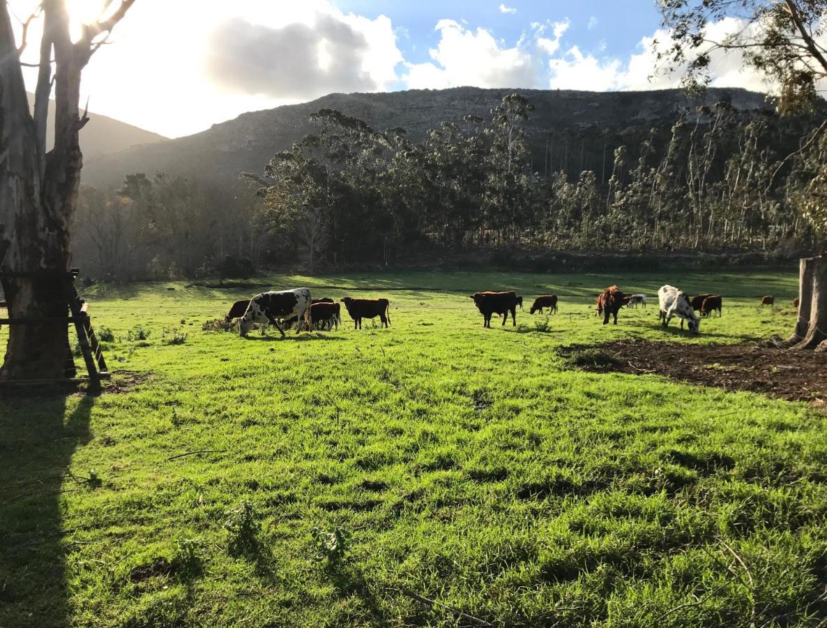 Kleine Vrede Farm Cottage Hermanus Zewnętrze zdjęcie