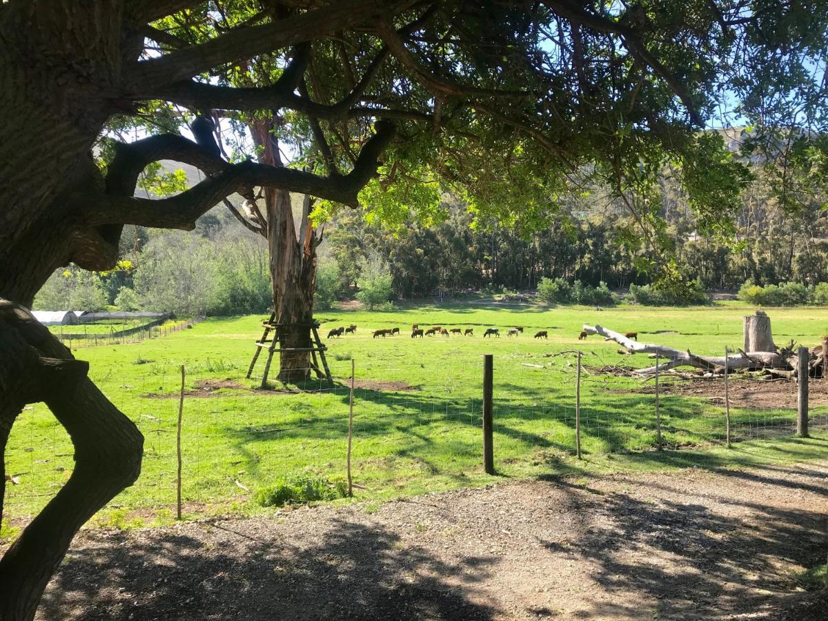 Kleine Vrede Farm Cottage Hermanus Zewnętrze zdjęcie